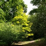 Evenley Wood, Northamptonshire May 2011