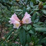Rhododendron 'Spinbur' bred at Castle Kennedy
