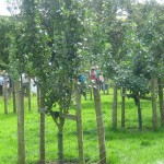 PGG visit to Helmsley Walled Garden and The Orchards of Husthwaite