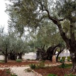 olive trees in the Garden of Gethsemane