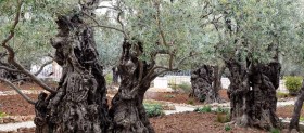 olive trees in the Garden of Gethsemane