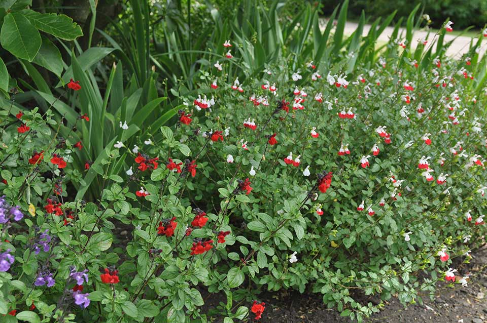 Salvias 'Hot Lips', 'Javier' and 'Bumble'