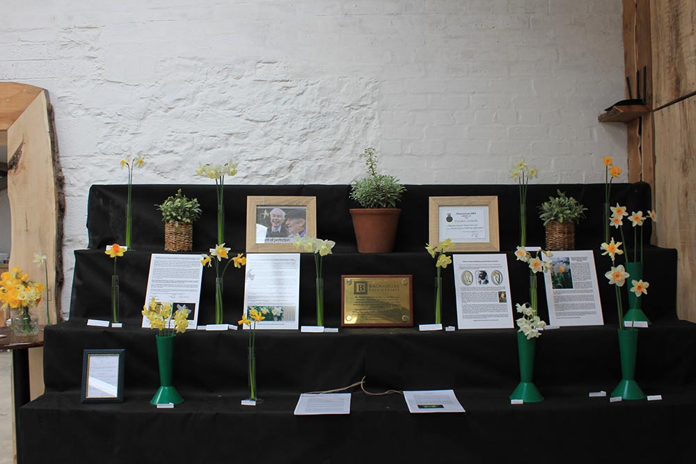 A brief history of daffodil breeding. Photo: Derek Hosie